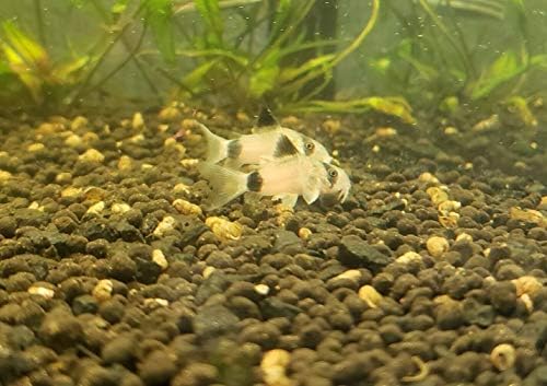 5 Panda Corydoras, Panda Corycats, Cute Freshwater Aquarium Catfish