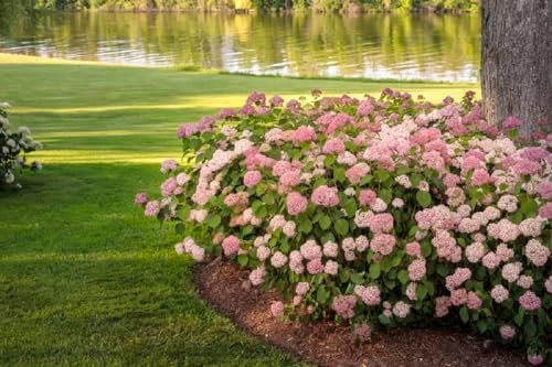 Invincibelle® Spirit II Hydrangea - 4" Pot - Proven Winners