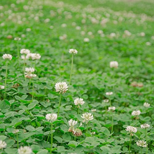 Outsidepride Perennial White Dutch Clover Seed - 5 lbs. Nitrocoated, Inoculated for Lawn Alternative, Erosion Control, Food Plots, Ground Cover, & Pasture Mixtures in USDA Zones 3-10