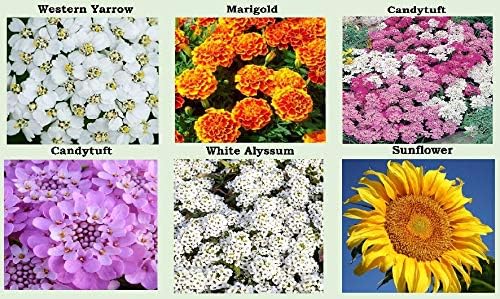 25 Heirloom Flower Seed Packets for Planting: 20+ Varieties Flower Seeds - Forget Me Not, Sunflower, Marigold, Zinnia Lilliput, Snapdragon