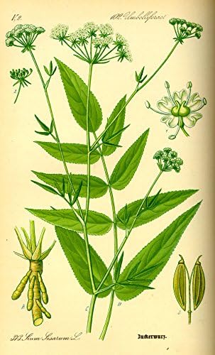 Organic Skirret Plants (Sium sisarum) - Easy to Grow Perennial Root Vegetable like Carrots or Parsnips - Plant Starts