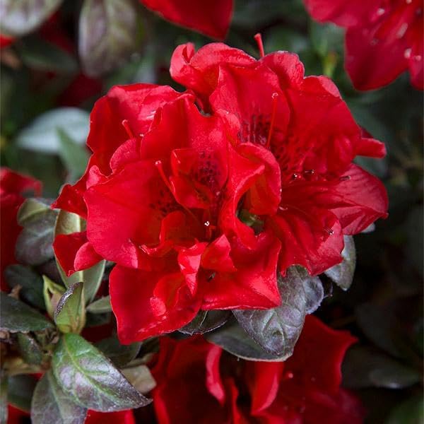 Brighter Blooms - Autumn Fire Encore Azalea Shrub, 1 Gal. - No Shipping to AZ