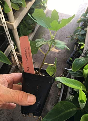 Chicago Hardy Fig Tree - Very Cold-Hardy - Live fig Tree