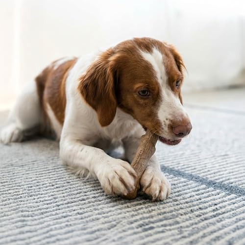 Pupstages Dogwood Dog Chew Toy, Made in the USA – Real-Wood Blend, Natural Flavor & Texture, Moderate Chewers, Small, 5.4"