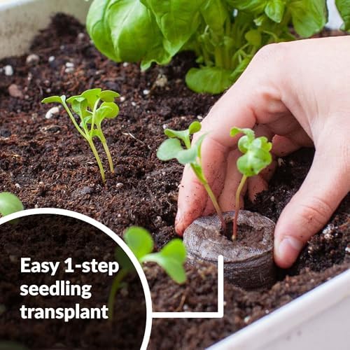 100 Count- Jiffy 36 MM Peat Soil Pellets Seeds Starting Plugs: Indoor Seed Starter- Start Planting Indoors for Transplanting to Garden or Planter Pot | Starter- Start Planting Indoors for Transplanting to Garden or Planter Pot