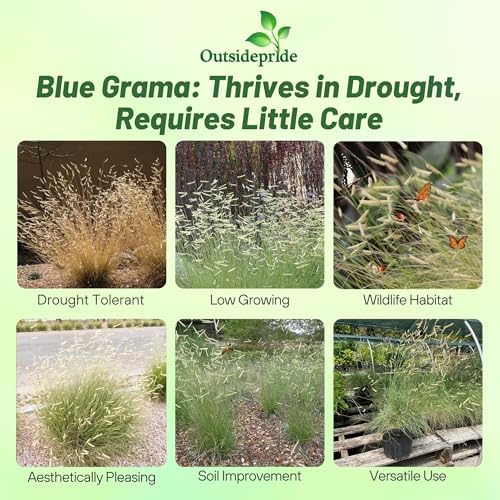 Outsidepride Blue Grama Native Grass Seed - 1 lb. Perennial, Drought Tolerant & Low Maintenance, Pasture Seeds for Planting Densely Tufted Leaves
