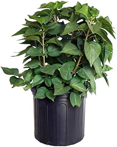 Proven Winners - Syringa x Bloomerang Dark Purple (Reblooming Lilac) Shrub, dark purple flowers, #3 - Size Container