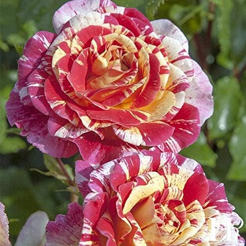 Heirloom Grandiflora Roses, Live Own Root Plant, All-American Magic™