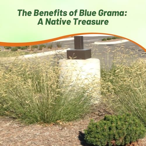 Outsidepride Blue Grama Native Grass Seed - 1 lb. Perennial, Drought Tolerant & Low Maintenance, Pasture Seeds for Planting Densely Tufted Leaves