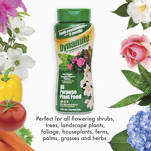 BLACK (GOLD) KOW Dynamite 2 lb All Purpose 9 Month Plant Food-(887763) | Provides 9 months of continuous feeding, contains essential micronutrients