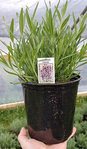 L+ Hidcote Blue Lavender — 4 Live Plants in 4" Pots — Deep Purple-Blue Flowers — Fragrant, Bee-Friendly, Drought & Deer Resistant Perennial — Zones 5–9, Cut Flower & Sachet