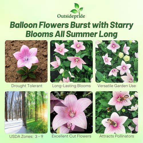Outsidepride Blue Balloon Flower Seeds for Planting – 1000 Pcs Perennial, Drought-Tolerant, Easy to Grow, Low Maintenance, Pollinator-Friendly, Star-Shaped Blooms for Outdoor Gardens and Borders