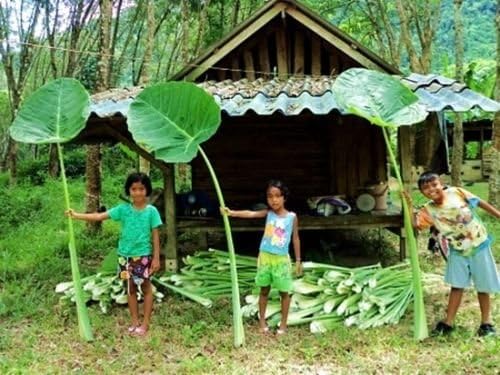 Tara-garden 1 BULB GIANT ELEPHANT EAR TARO Colocasia gigantea VERY RARE EDIBLE STALK