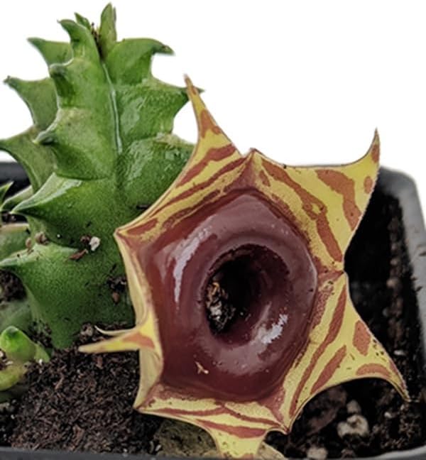 Lifesaver Succulent Plant - Huernia - Exotic Flower - 2.5" Pot