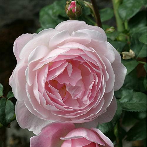Heirloom English Shrub Roses, Live Own Root Plant, Scepter'd Isle® | Exceptionally Fragrant, Hardiness Zones: 5-10, Continual Blooming