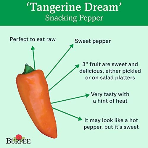 Burpee Tangerine Dream Sweet Pepper Seeds 30 seeds
