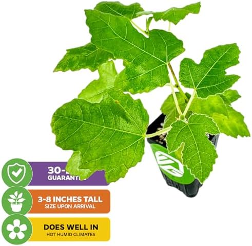 Chicago Hardy Fig Tree (1-Pack) Live Starter Plant by Wellspring Gardens | Ficus carica | Hardy & Fruitful | Ideal for Gardens | Purple-Skinned Fig | Edible Landscape Plant | Food forest