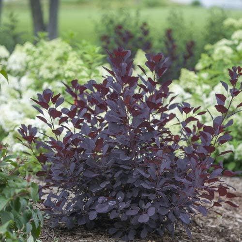 Proven Winner Cotinus cogg. Winecraft Black (Smokebush) Shrub, Pink Flowers, #3 - Size Container