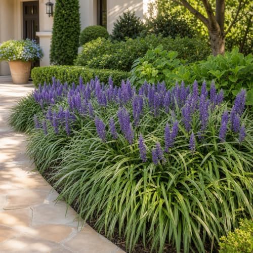 Liriope Super Blue | 10 Live Plants | Liriope muscari 'Super Blue' | Ornamental Ground Cover Plants | Shade-Tolerant Landscaping Perennial