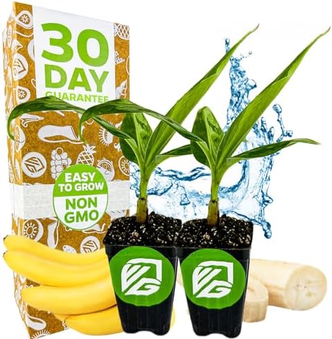 Ice Cream Banana Tree (1-Pack) Live Plants by Wellspring Gardens | Easy to Grow Plants for Nature Lovers & Gardeners- Outdoor Planting in Patio | Musa acuminata