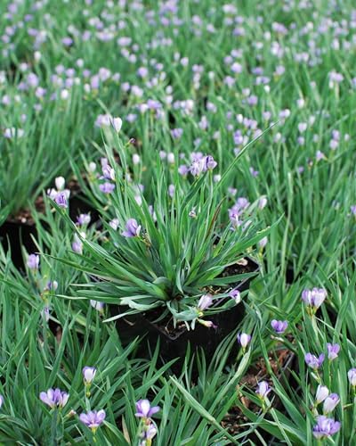 Perennial Farm Marketplace Sisyrinchium angustifolium ‘Lucerne’ (Blue-Eyed Grass) Native Live Perennial, Size-Quart, Blue Spring to Summer Flowers