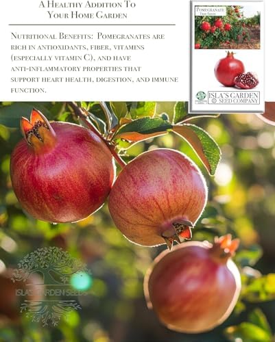 Pomegranate Tree Seeds (Punica granatum) – 30+ Non-GMO Fruit Tree Seeds for Planting, Beautiful Ornamental Tree with Sweet Edible Fruit