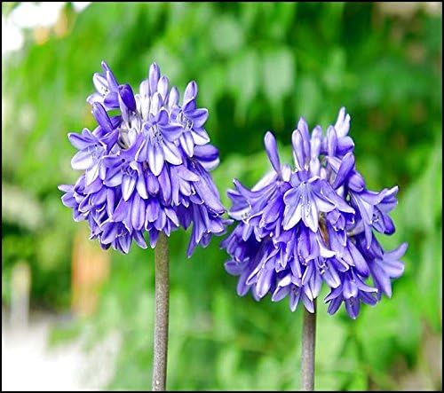 Blue Yonder Blue Agapanthus- 3 Pots of Plants, 4 Inch Size.