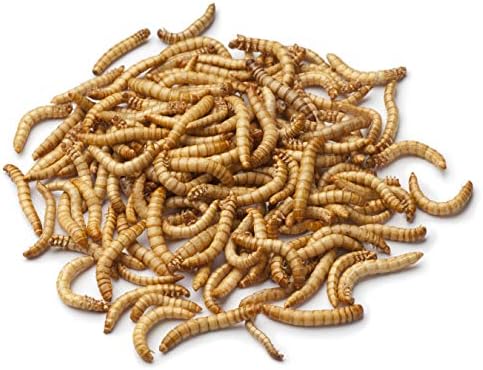 Mealworms Bird Feeder | 5 x 5 inch Powder Coated Mesh Bowl with Adjustable Stainless Steel Roof