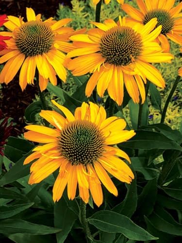 Echinacea purpurea ‘Cheyenne Spirit’ (Coneflower) Live Perennial, Size-#1 Container, Mixed Color Summer Flowers, USDA Zones 4-8
