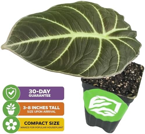 Stingray Elephant Ear Live Plant - Alocasia stringray by Wellspring Gardens - Alocasia - Unique Foliage - Versatile Plant - Tropical Plant