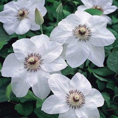 Miss Bateman Clematis Vine - Pure White - 2.5" Pot