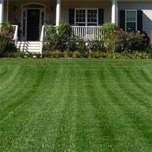 Outsidepride Combat Extreme Northern Zone - 5 Lbs Cold-Hardy, Drought-Resistant Turf Type Tall Fescue & Kentucky Bluegrass Lawn Grass Seed Blend, OptiGrowth Coated for Better Establishment