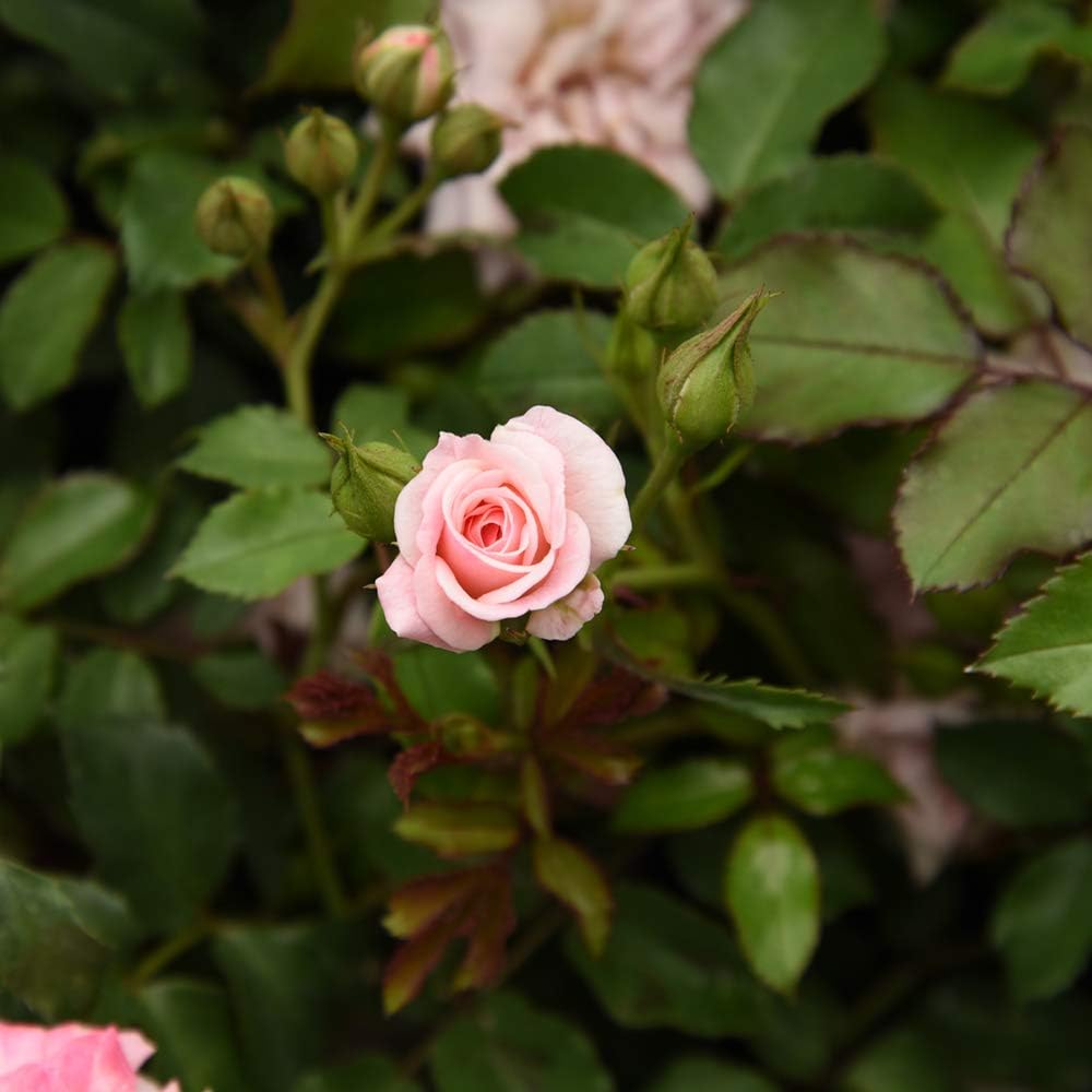 Perfect Plants Sweet Drift Rose Live Plant, 1 Gallon, Pink Ground Cover | Baby blush blooms 8 to 9 months a year, zones 5-10, low mounding perennial, drought tolerant and winter hardy