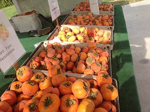 Bellacia Organics Fresh Fuyu Persimmons 5 Lbs Box