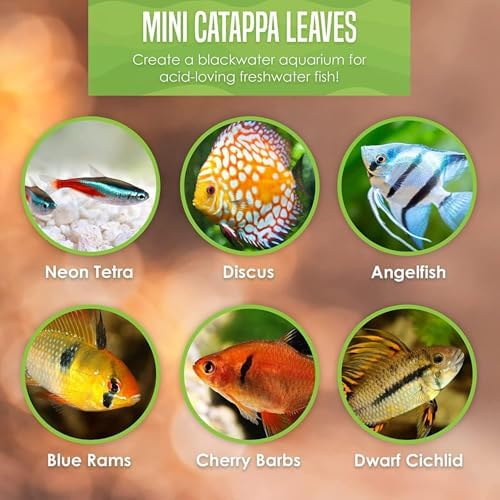 SunGrow 50 pcs Catappa Indian Almond Leaves – 2” Water Conditioner for Betta Fish Tank, Aquarium Leaf for Fish Breeding, Shrimp, Goldfish