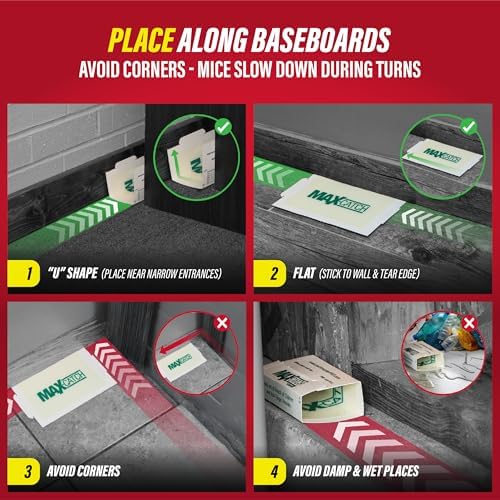 Catchmaster Max-Catch Mouse & Insect Glue Trap 72pk, Mouse Traps Indoor for Home