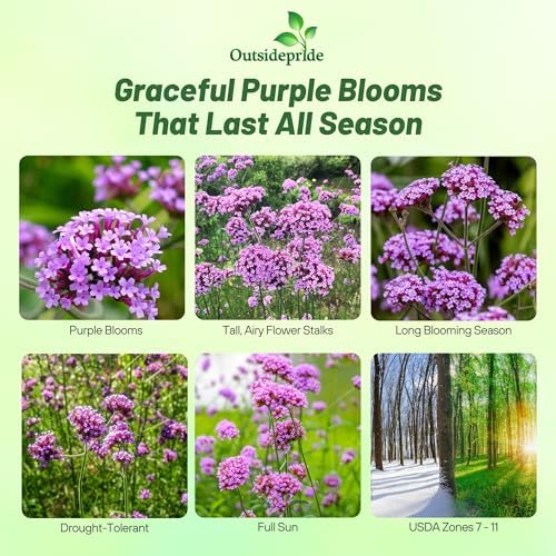 Outsidepride Purpletop Verbena Seeds for Planting - 5000 Pcs. Annual, Drought Tolerant & Easy to Grow, Ground Cover with Fragrant & Vibrant Blooms for Containers, Borders & Pollinator Gardens