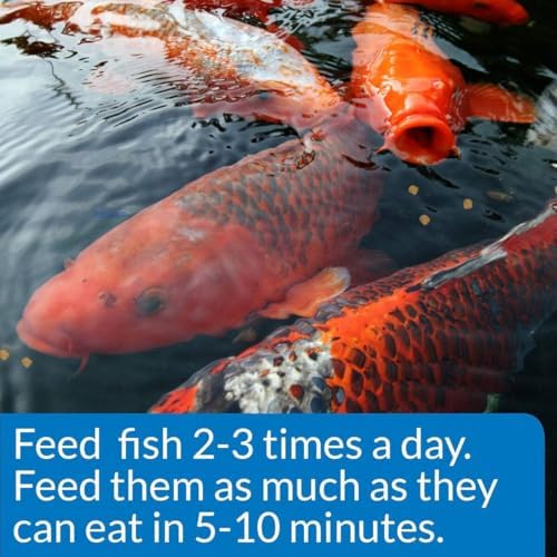 API POND COOL WATER FOOD Pond Fish Food 11-Ounce Container