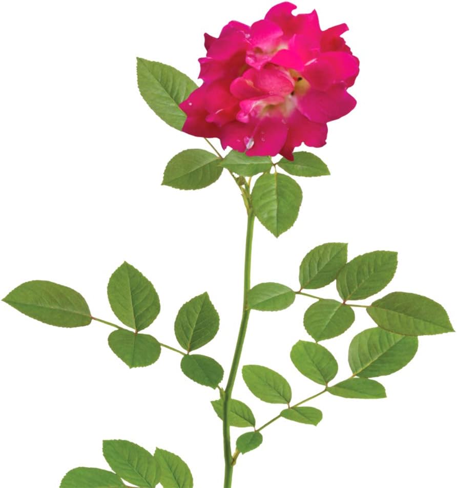 Perfect Plants Red Drift Roses Live Plants, 3 Gallon, Ground Cover Bush