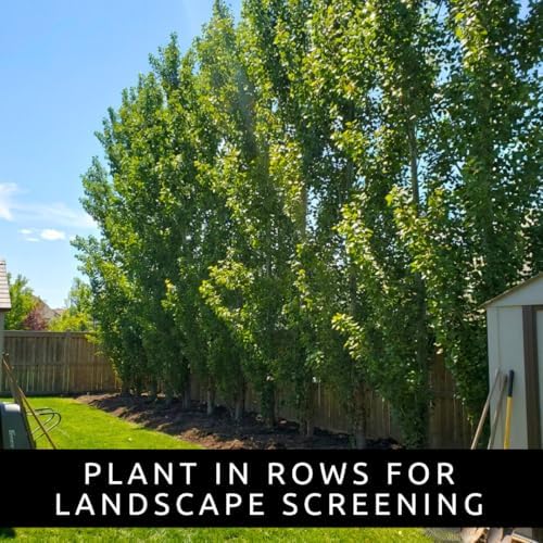 10 Hybrid Poplar Tree Cuttings