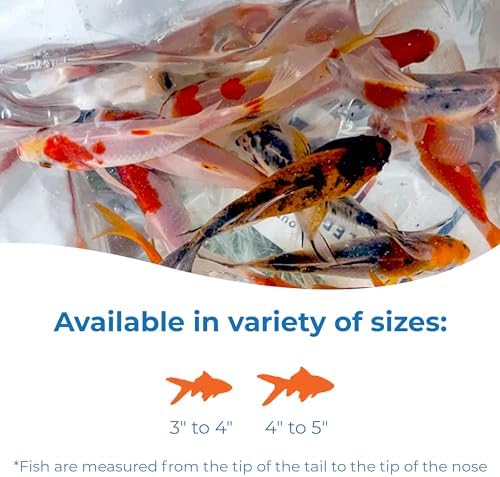 Toledo Goldfish Live Shubunkin and Sarasa Goldfish Combo, Live Fish with a Variety of Colors and Patterns - Perfect for Ponds, Tanks, and Aquariums - 3-4 Inches, 3 of Each, 6 Total Count