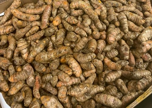 Fresh Yellow Turmeric Root - 1lb