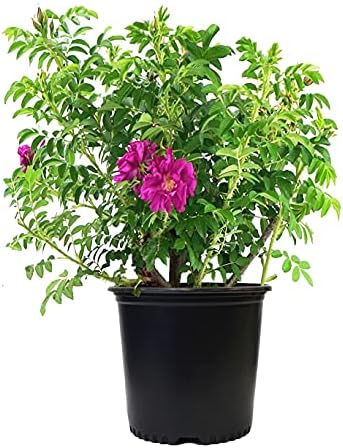 Rosa X Purple Pavement (Rose) Rose, purple flowers, #3 - Size Container