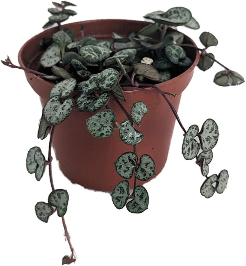 String of Hearts - Hearts Entangled -Ceropegia woodii-2.5" Pot-Collector' Series