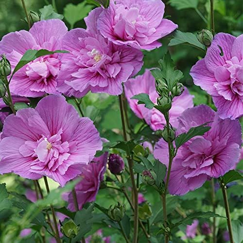 Proven Winners 2 Gal. Dark Lavender Chiffon Rose of Sharon (Hibiscus) Shrub