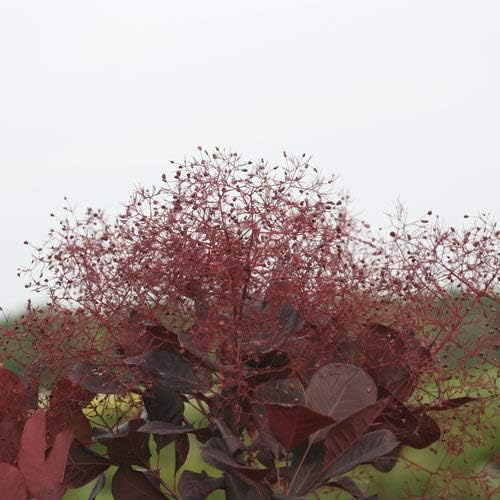 Proven Winner Cotinus cogg. Winecraft Black (Smokebush) Shrub, Pink Flowers, #3 - Size Container