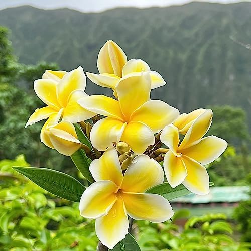 1 Yellow Hawaiian Frangipani Plumeria Cutting