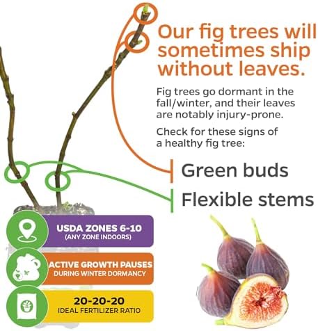 Chicago Hardy Fig Tree (1-Pack) Live Starter Plant by Wellspring Gardens | Ficus carica | Hardy & Fruitful | Ideal for Gardens | Purple-Skinned Fig | Edible Landscape Plant | Food forest