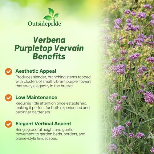 Outsidepride Purpletop Verbena Seeds for Planting - 5000 Pcs. Annual, Drought Tolerant & Easy to Grow, Ground Cover with Fragrant & Vibrant Blooms for Containers, Borders & Pollinator Gardens