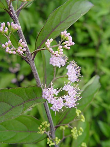 Callicarpa dich. 'Early Amethyst' (Beautyberry) Shrub, pink flowers, #3 - Size Container